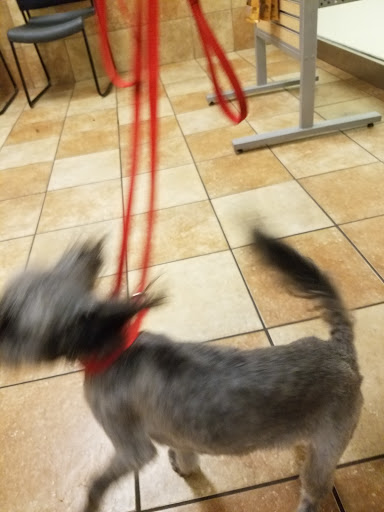 Pet Supply Store «PetSmart», reviews and photos, 12741 Towne Center Dr, Cerritos, CA 90703, USA