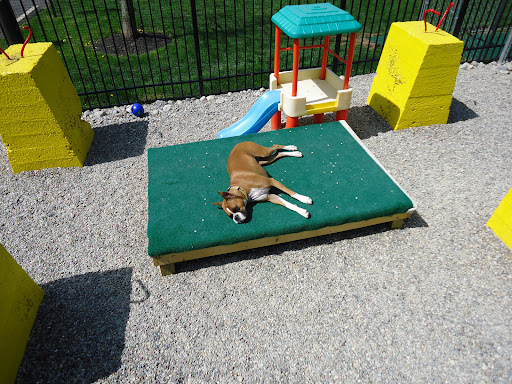 Dog Day Care Center «Dog Days Daycare Center», reviews and photos, 281 Roycefield Rd, Hillsborough Township, NJ 08844, USA