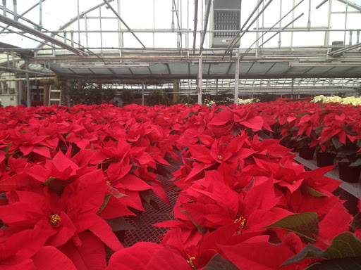 Florist «Steuber/Mt Greenwood Florist & Greenhouses», reviews and photos, 2654 W 111th St, Chicago, IL 60655, USA