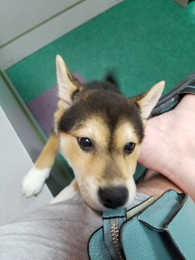 Pet Store «Petland Lewis Center», reviews and photos, 86 Meadow Park Ave, Lewis Center, OH 43035, USA