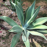 Photo n°2 de l'avis de Barbara.a fait le 30/07/2019 à 17:55 sur le  IGV Club Santagiusta à Castiadas