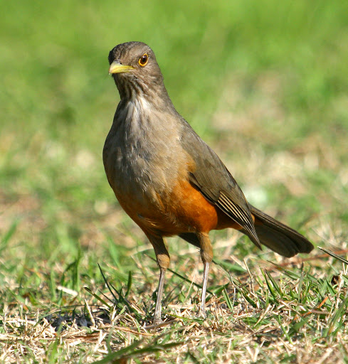 Área de Reserva Ecológica Parque Sarmiento