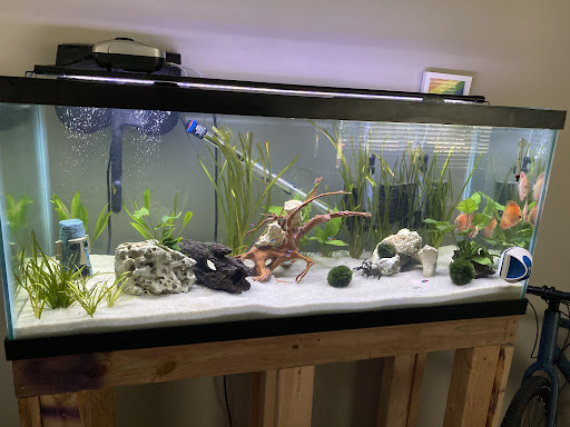 Tropical Fish Store «Golden Fish Aquariums», reviews and photos, 7145 W Colfax Ave, Lakewood, CO 80214, USA