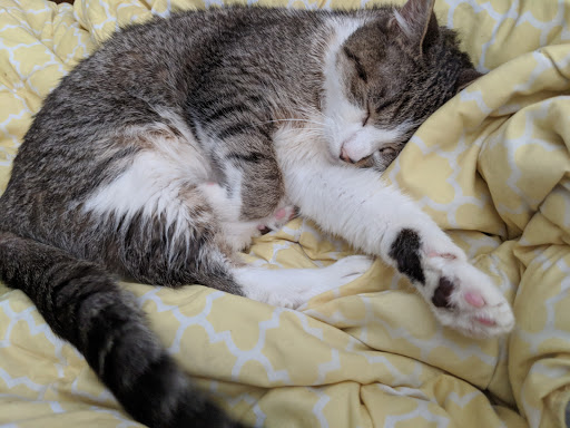 Pet Supply Store «Pet Supplies Plus», reviews and photos, 625 Southern Artery, Quincy, MA 02169, USA