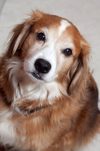 Center for small animal medicine unter Oldenburg, 