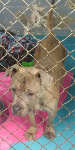 Animal Shelter «South Suburban Humane Society», reviews and photos