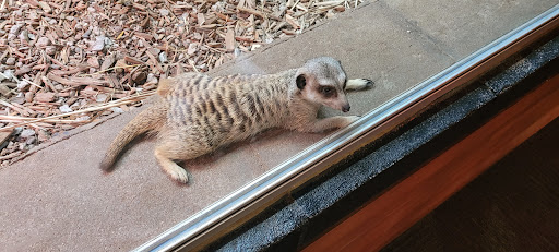 Zoo «Niabi Zoo», reviews and photos, 13010 Niabi Zoo Rd, Coal Valley, IL 61240, USA