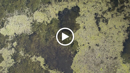 Golf Course «The Glen Club», reviews and photos, 2901 W Lake Ave, Glenview, IL 60026, USA