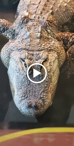 Pet Store «Night Stalkers Pet Emporium», reviews and photos, 5008 Madison Ave, Anderson, IN 46013, USA