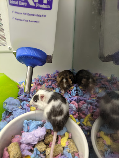 Pet Supply Store «Petco Animal Supplies», reviews and photos, 4345 U.S. 9, Freehold, NJ 07728, USA