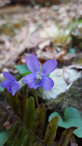 National Park «Prince William Forest Park», reviews and photos, 18170 Park Entrance Rd, Triangle, VA 22172, USA