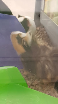 Petco - Photo 8 - Car repair in La Mesa, CA, San Diego