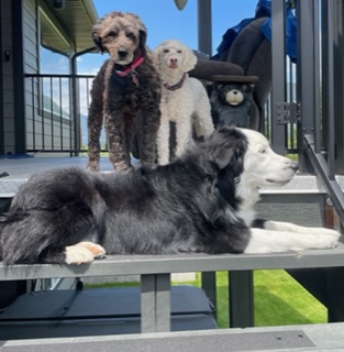 Comfort and Care Animal Hospital image