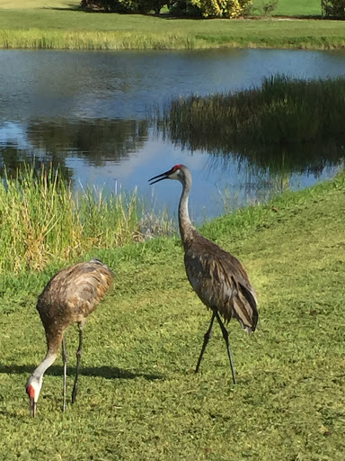 Golf Club «Village Golf Club», reviews and photos, 122 Country Club Dr, Royal Palm Beach, FL 33411, USA