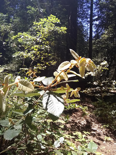 Nature Preserve «LandPaths Grove of Old Trees», reviews and photos, 17599 Fitzpatrick Ln, Occidental, CA 95465, USA