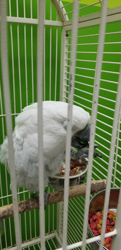 Pet Store «Coral Reef Pet Center», reviews and photos, 7723 W Lawrence Ave, Norridge, IL 60706, USA