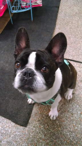 Pet Store «Wag Natural Pet Market & Grooming Tampa», reviews and photos, 304 E Davis Blvd, Tampa, FL 33606, USA