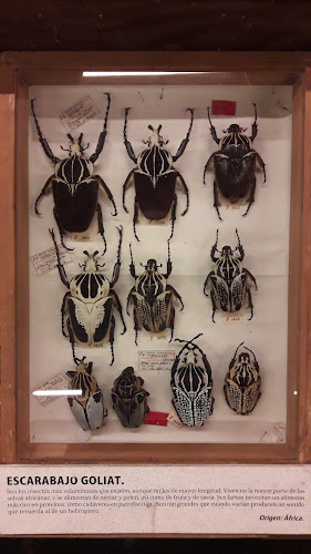 Insectarium - Museo