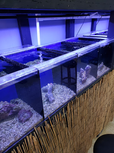 Tropical Fish Store «Saltwater Island», reviews and photos, 15214 Manchester Rd, Ballwin, MO 63011, USA