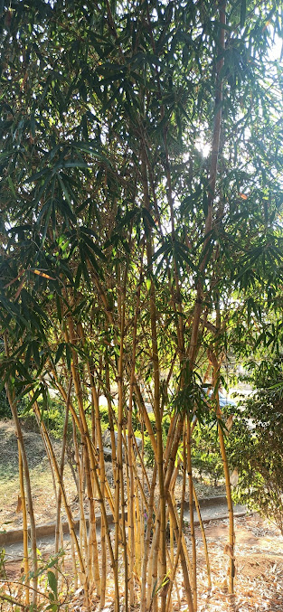 Google Maps image 25