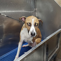 The Dog Pawlour - Photo 3 - Car repair in Fort Collins, CO, Fort Collins