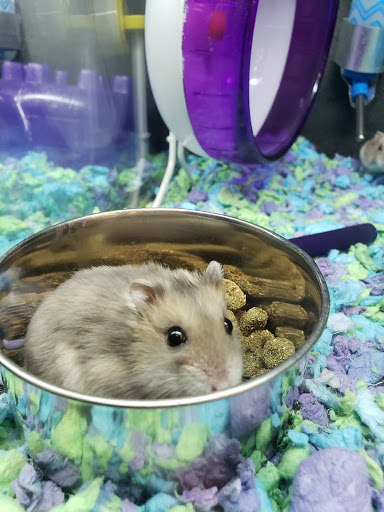 Pet Supply Store «PetSmart», reviews and photos, 6243 College Dr, Suffolk, VA 23435, USA