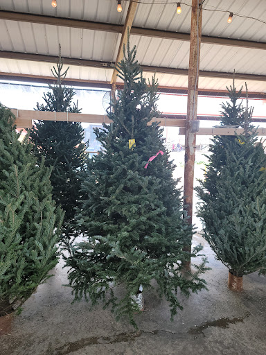 Christmas tree farm Fort Worth