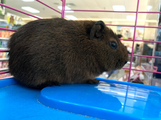 Pet Supply Store «North Tampa PET DEPOT», reviews and photos, 16033 Tampa Palms Blvd W, Tampa, FL 33647, USA