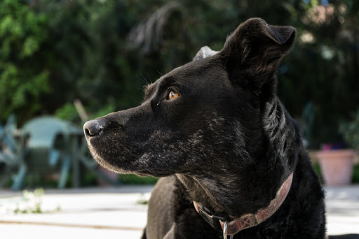 Dog Park «Mt. Airy Dog Park», reviews and photos, 3006 Westwood Northern Blvd, Cincinnati, OH 45211, USA