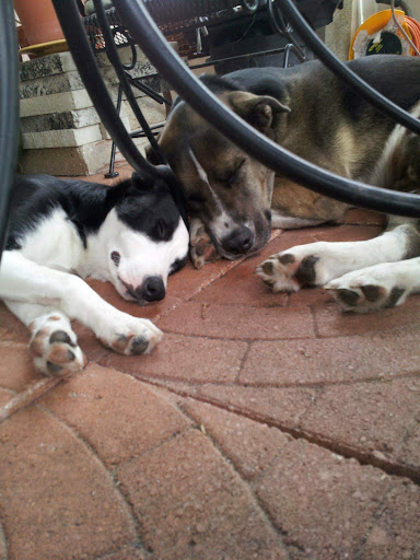 Pet Supply Store «PetSmart», reviews and photos, 1900 W International Speedway Blvd, Daytona Beach, FL 32114, USA