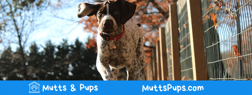 Mutts & Pups