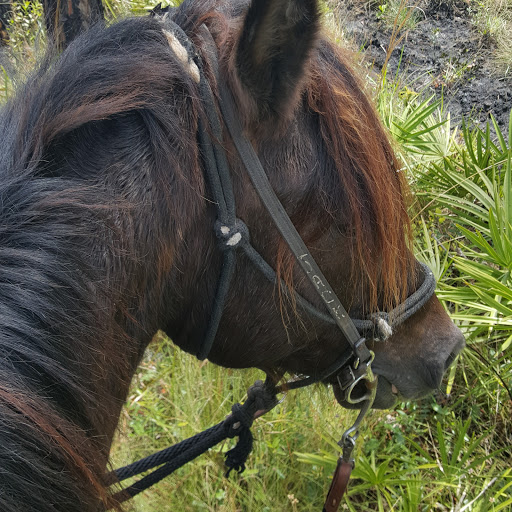 Tourist Attraction «Forever Florida», reviews and photos, 4755 North Kenansville Road, St Cloud, FL 34773, USA