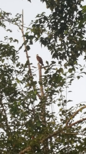 Canoe & Kayak Rental Service «Scappoose Bay Paddling Center», reviews and photos, 57420 Old Portland Rd, Warren, OR 97053, USA