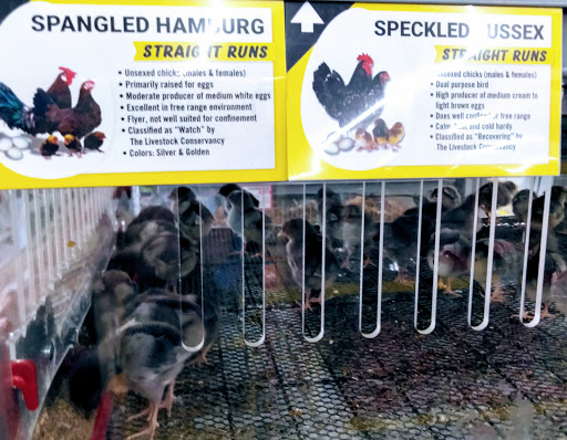 Home Improvement Store «Tractor Supply Co.», reviews and photos, 11946 Leslie Rd, Helotes, TX 78023, USA