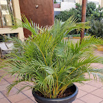 Photo n°1 de l'avis de Bertil.o fait le 17/02/2023 à 17:47 sur le  Suite Hotel Eden Mar à Funchal