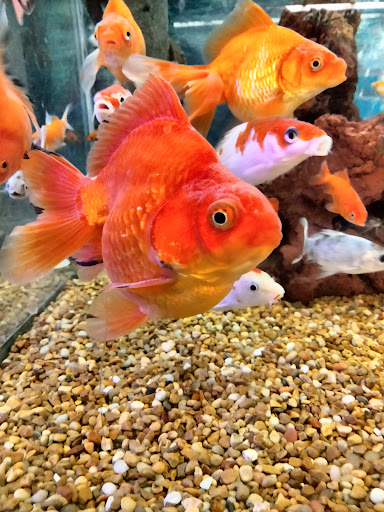 Pet Supply Store «Petco Animal Supplies», reviews and photos, 217 Oak Lee Dr #16, Ranson, WV 25438, USA