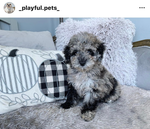 Dog Breeder «Playful Pets», reviews and photos, 115 Ridge Pike, Conshohocken, PA 19428, USA