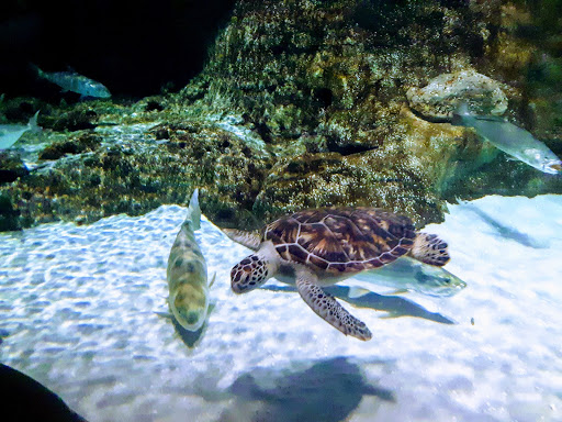 Aquarium «Wonders Of Wildlife National Museum & Aquarium», reviews and photos, 500 W Sunshine St, Springfield, MO 65807, USA