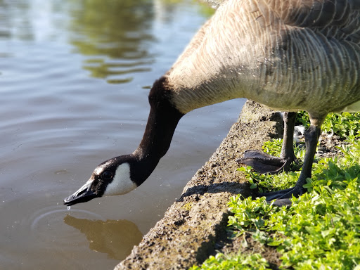 Park «Alton Baker Park», reviews and photos, 100 Day Island Rd, Eugene, OR 97401, USA
