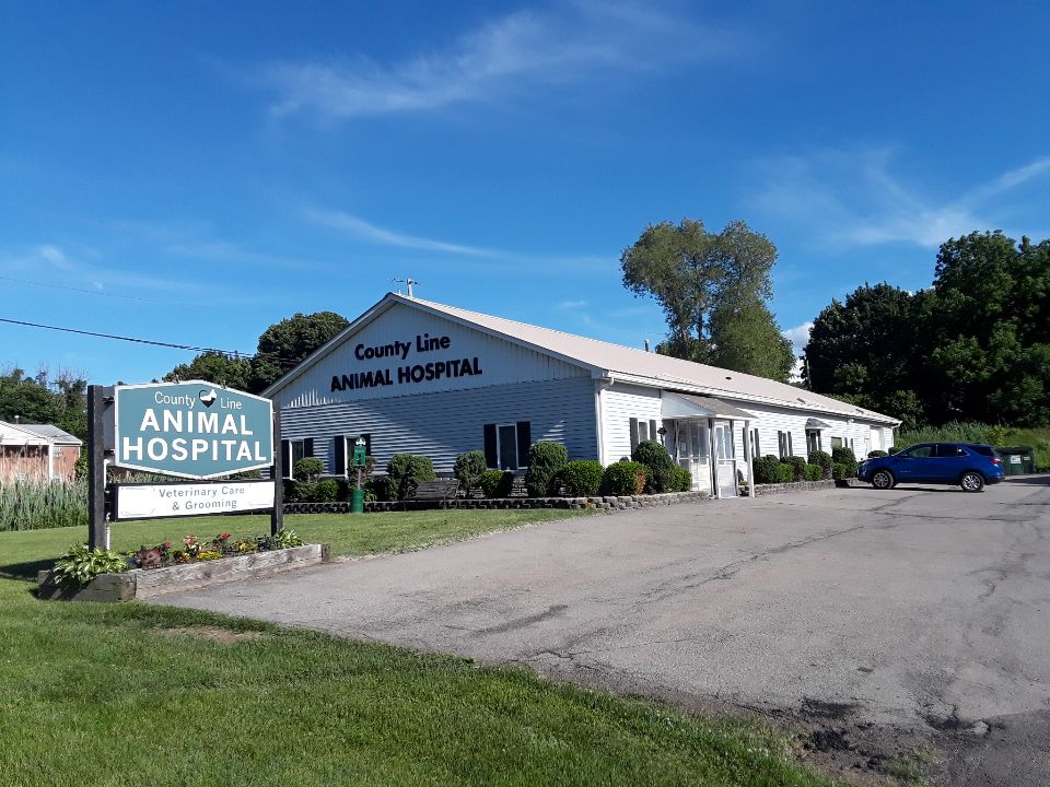 County Line Animal Hospital