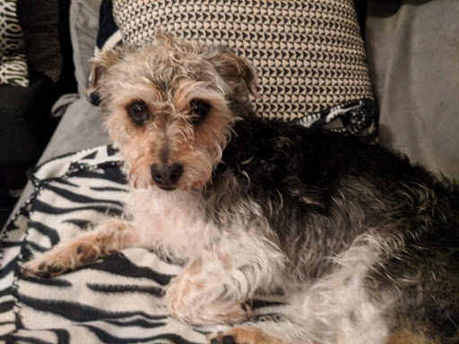 Pet Supply Store «Green Dog Pet Supply», reviews and photos, 4327 NE Fremont St, Portland, OR 97213, USA