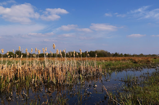 Marshes nearby Walsall