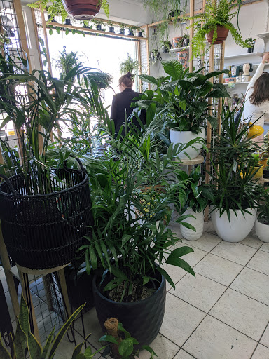 Foliage Plant Studio