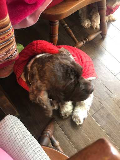 Pet Supply Store «Petco Animal Supplies», reviews and photos, 2242 N Richmond Rd, McHenry, IL 60051, USA