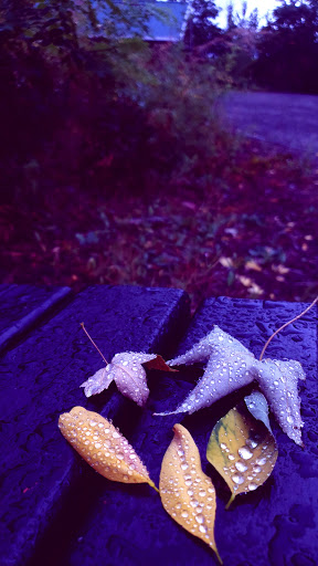 Park «Tukwila Pond Park», reviews and photos, 299 Strander Blvd, Tukwila, WA 98188, USA