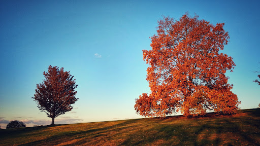 Park «Larz Anderson Park», reviews and photos, 325 Goddard Ave, Brookline, MA 02445, USA