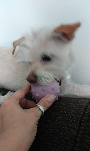 Pet Supply Store «Unleashed by Petco», reviews and photos, 600 Redondo Ave, Long Beach, CA 90814, USA