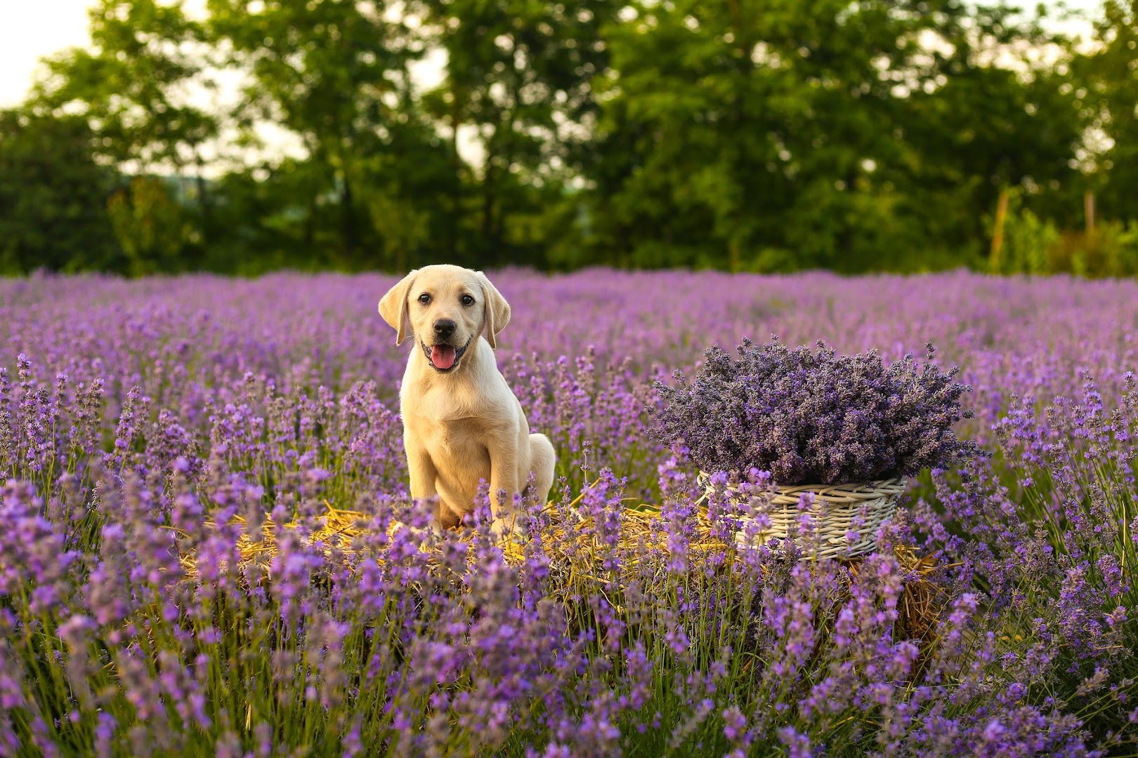 Always Faithful Dog Training of Northern Illinois