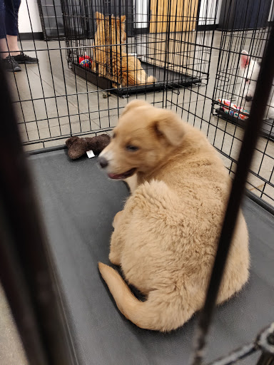 Pet Supply Store «PetSmart», reviews and photos, 10600 Melody Dr, Northglenn, CO 80234, USA