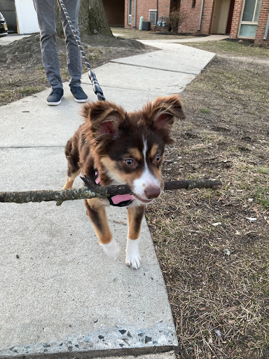 Dog Breeder «Playful Pets», reviews and photos, 115 Ridge Pike, Conshohocken, PA 19428, USA